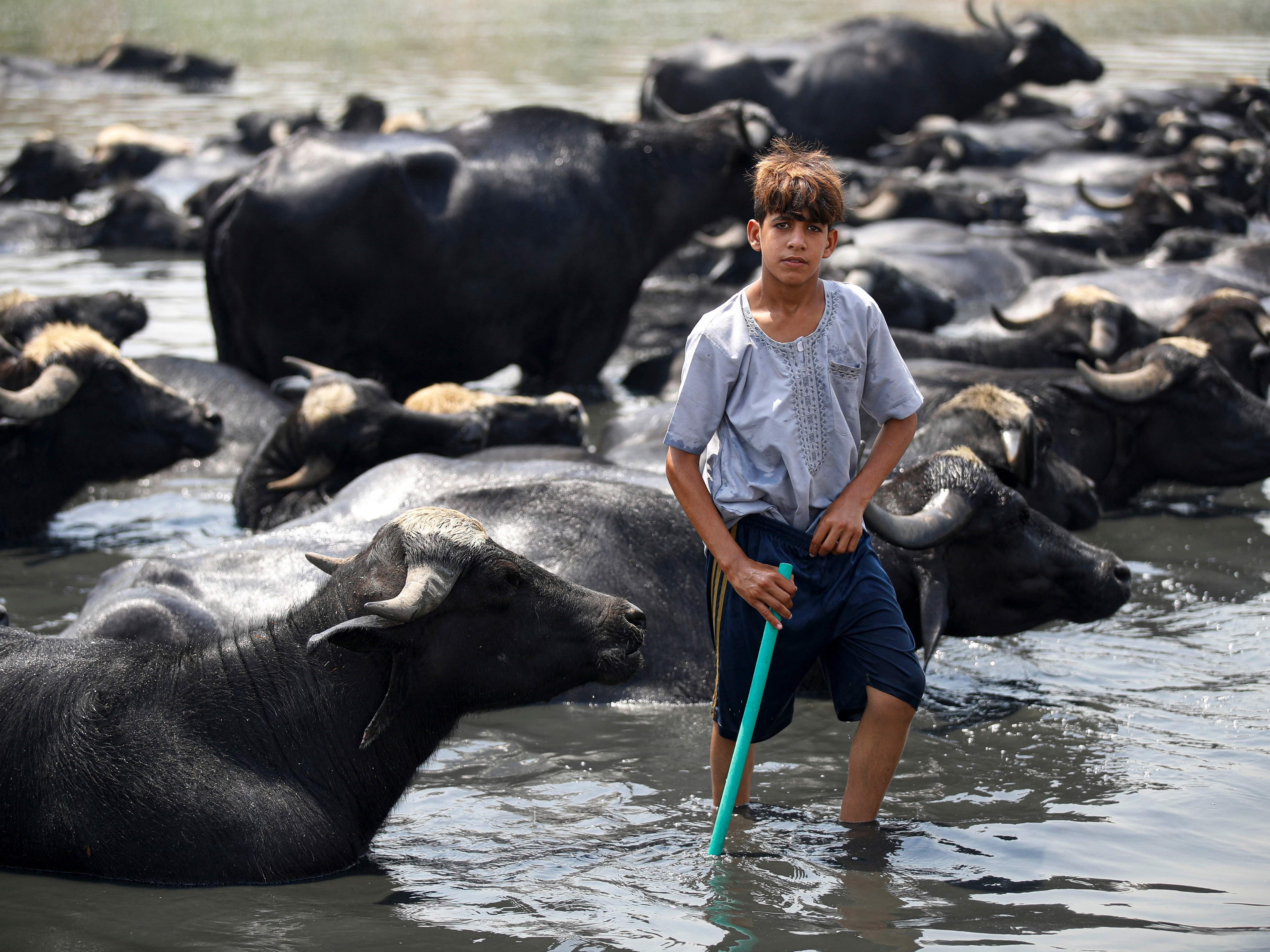Seorang anak laki-laki Irak mendinginkan kerbaunya di air limbah yang mengisi sungai Diyala yang mengering.
