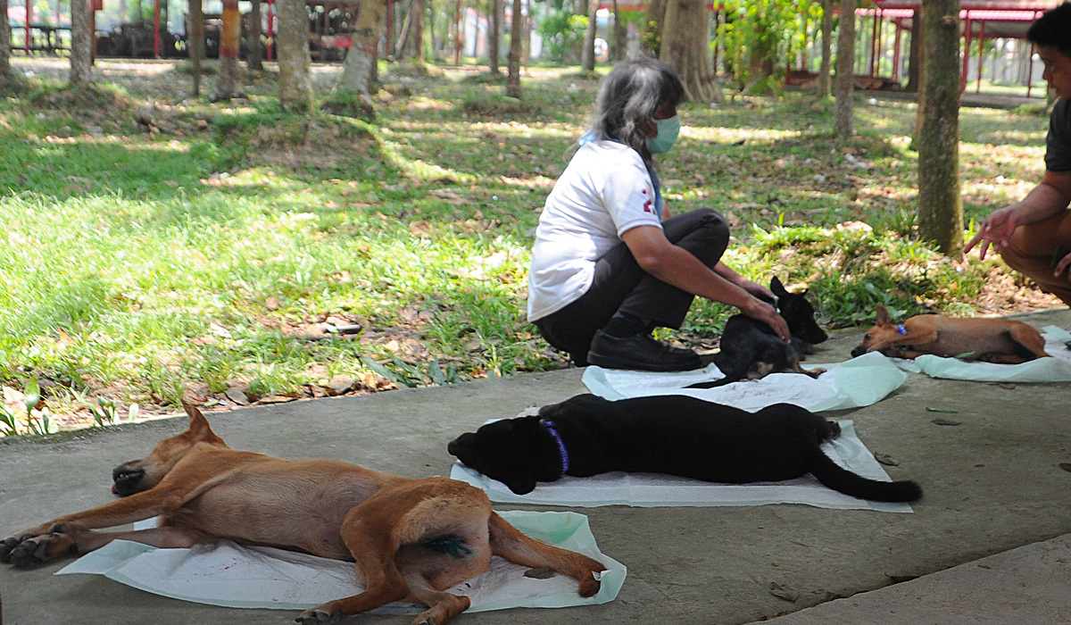 Ilustrasi pemeriksaan kesehatan anjing untuk cegah penularan rabies.