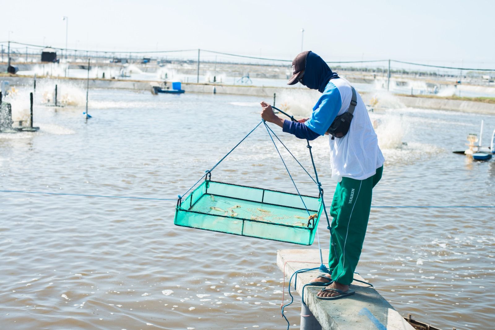 Petani tambak binaan terlibat dalam menjalankan program Aquaculture Improvement Program (AIP). 