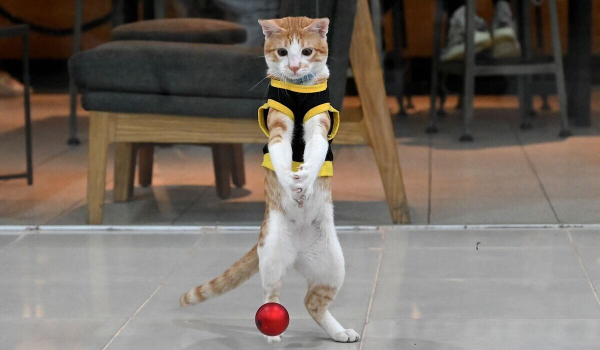 Conan, kucing security di Manila, Filipina.