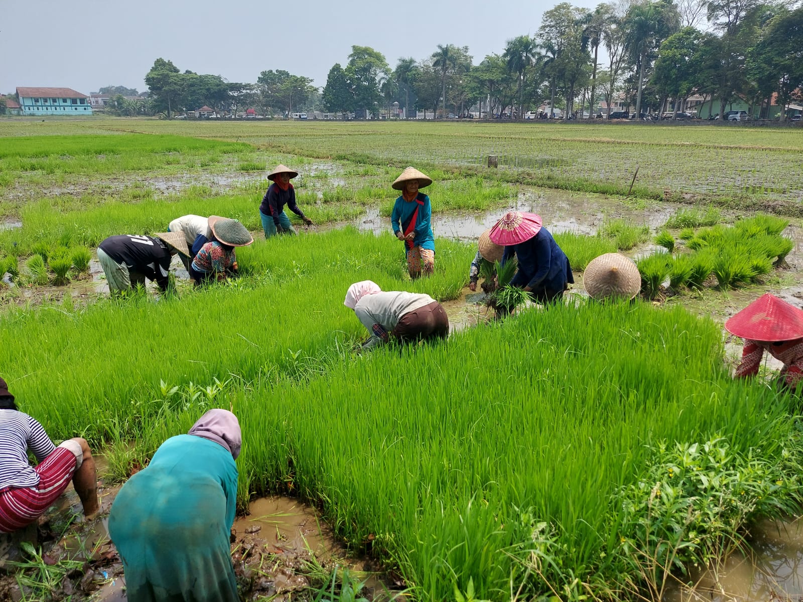 Petani di Tasikmalaya beraktivitas melakukan penanaman bibit padi