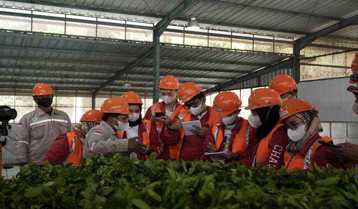 Peserta DSC Season 14 mempelajari bisnis di perkebunan teh Takokak