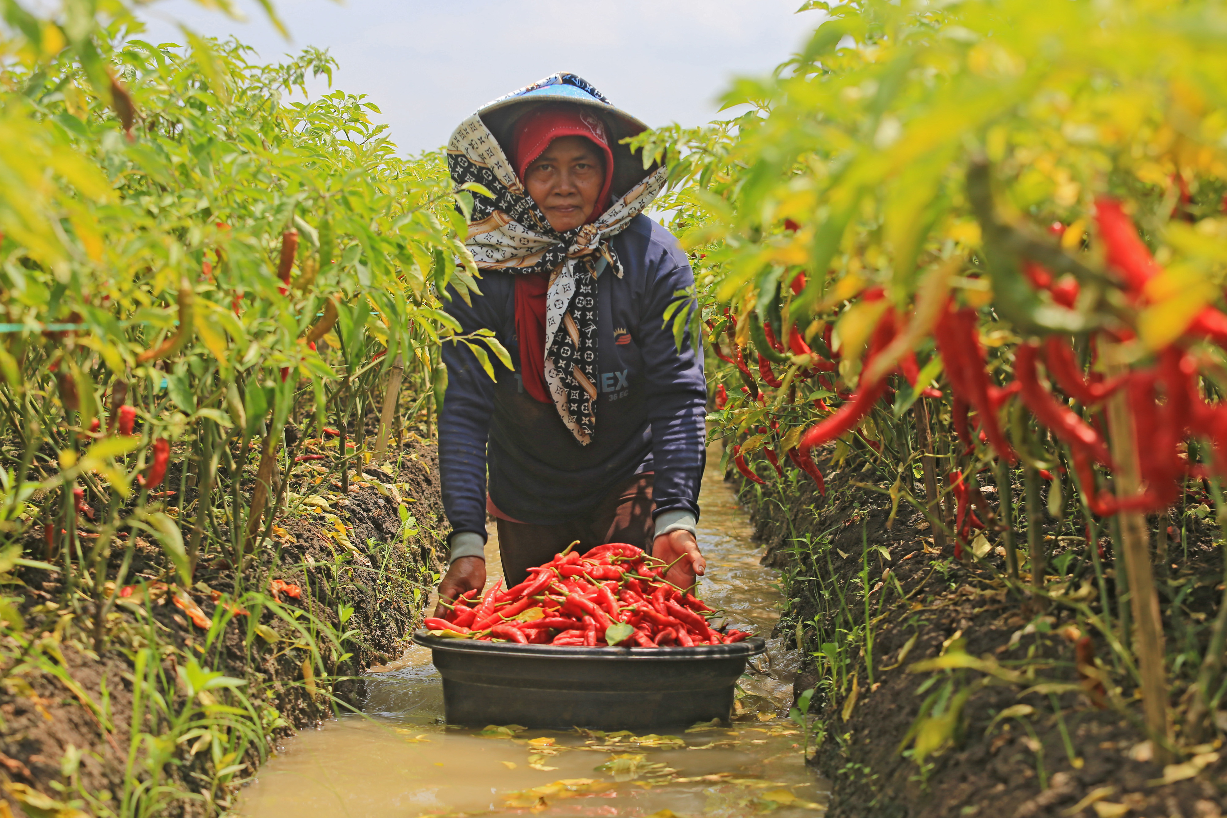 Petani di Indramayu tengah memanen cabai