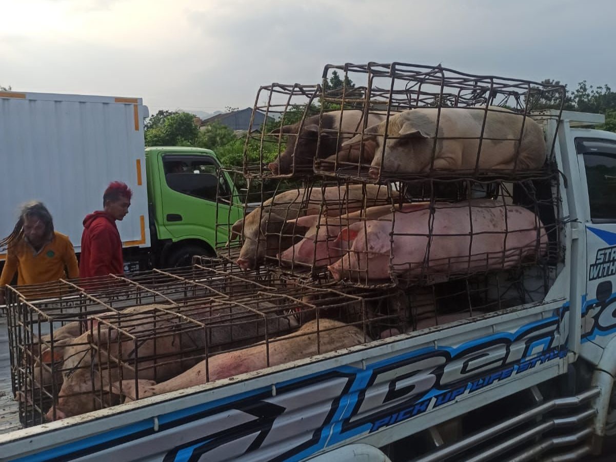 Truk membawa babi mengalami kecelakaan di Tol Jagorawi.