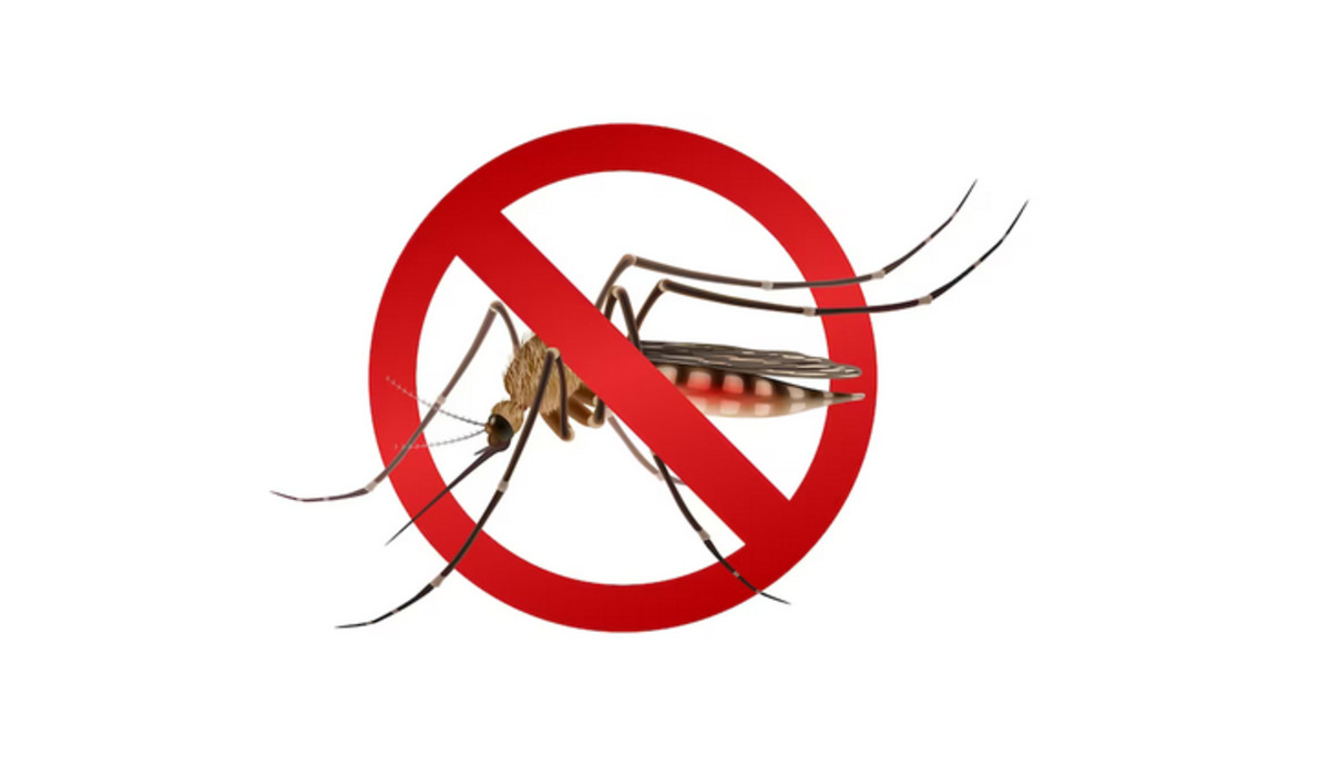 Ilustrasi nyamuk Wolbachia.