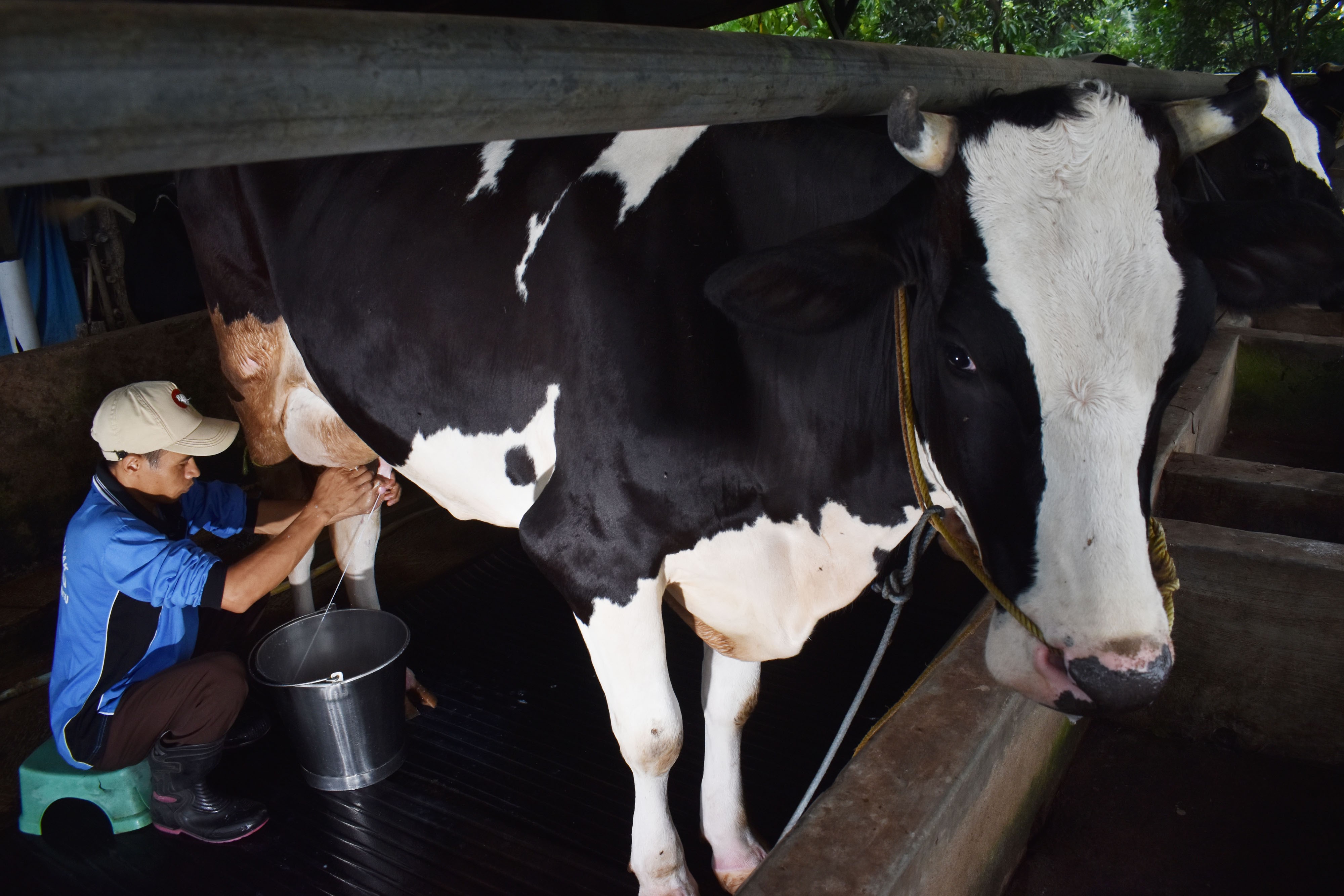  Peternak sapi perah memerah susu di Desa Kresek, Wungu, Kabupaten Madiun, Jawa Timur.