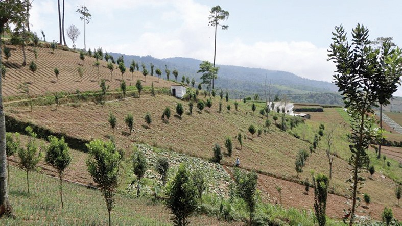  Capaian kinerja Rehabilitasi Hutan dan Lahan (RHL) yang dilakukan KLHK pada 2023 mencapai 179 ribu hektare. 