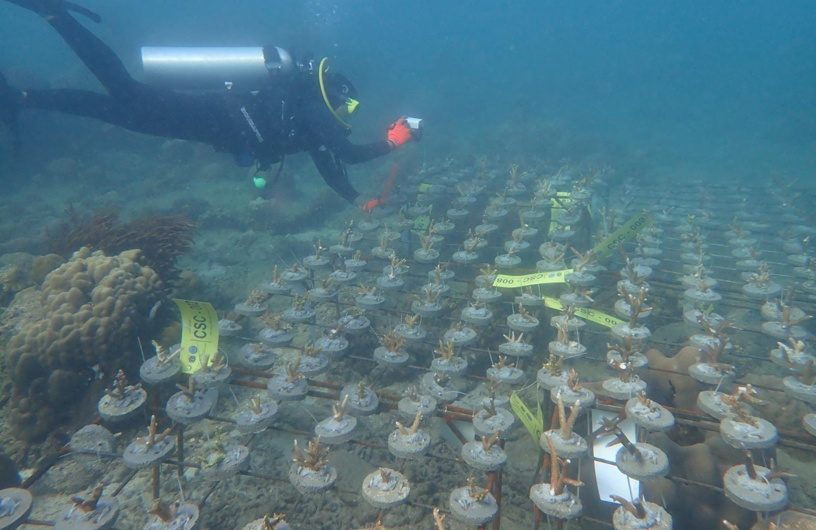 Pusat Stok Karang di Pulau Lancang 