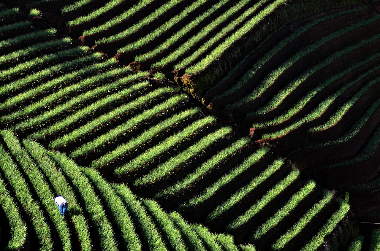 Sawah terasering di objek wisata  Panyaweuyan, Kabupaten Majalengka.