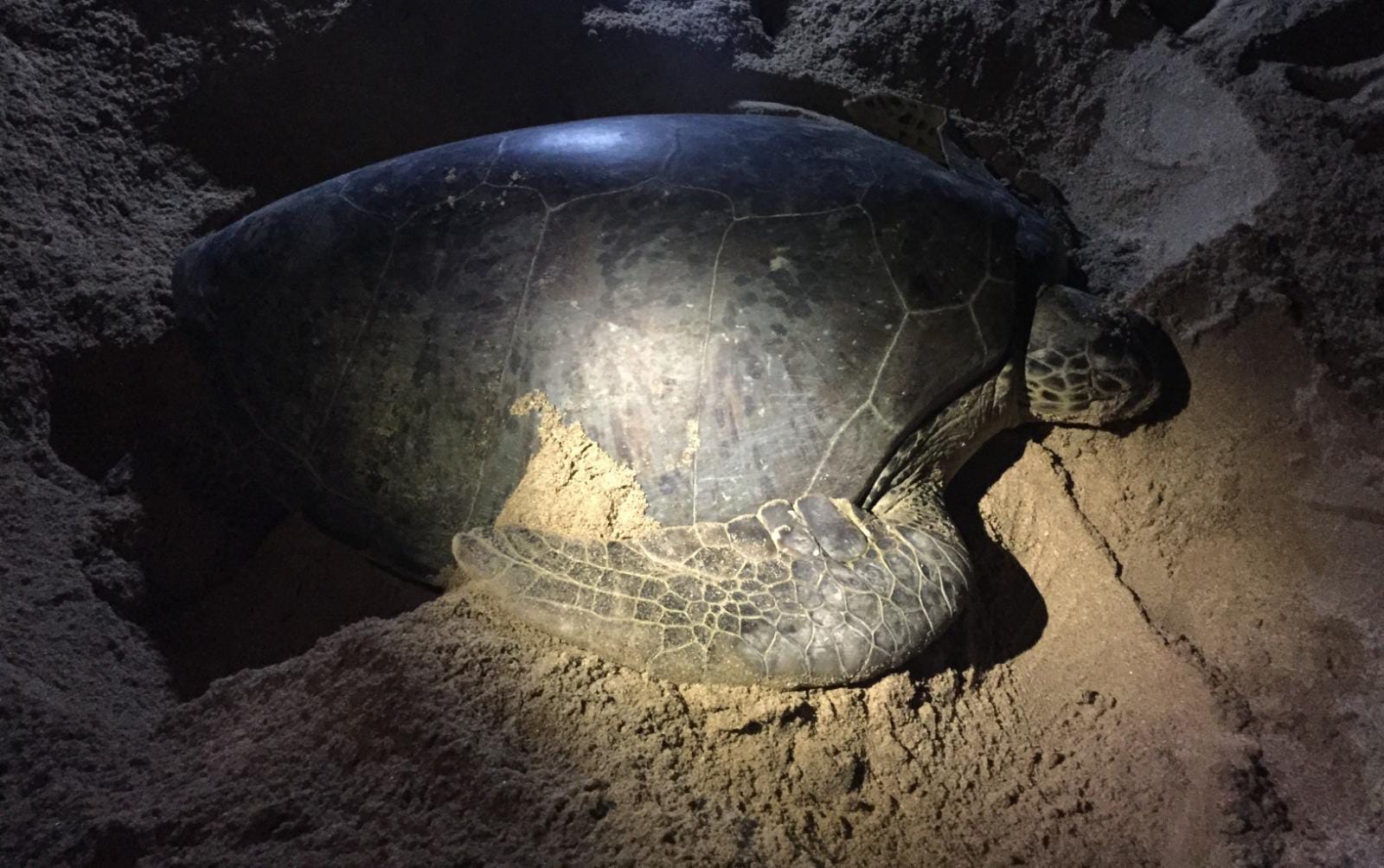 Pentingnya Menginventarisir Biota Laut yang Dilindungi 