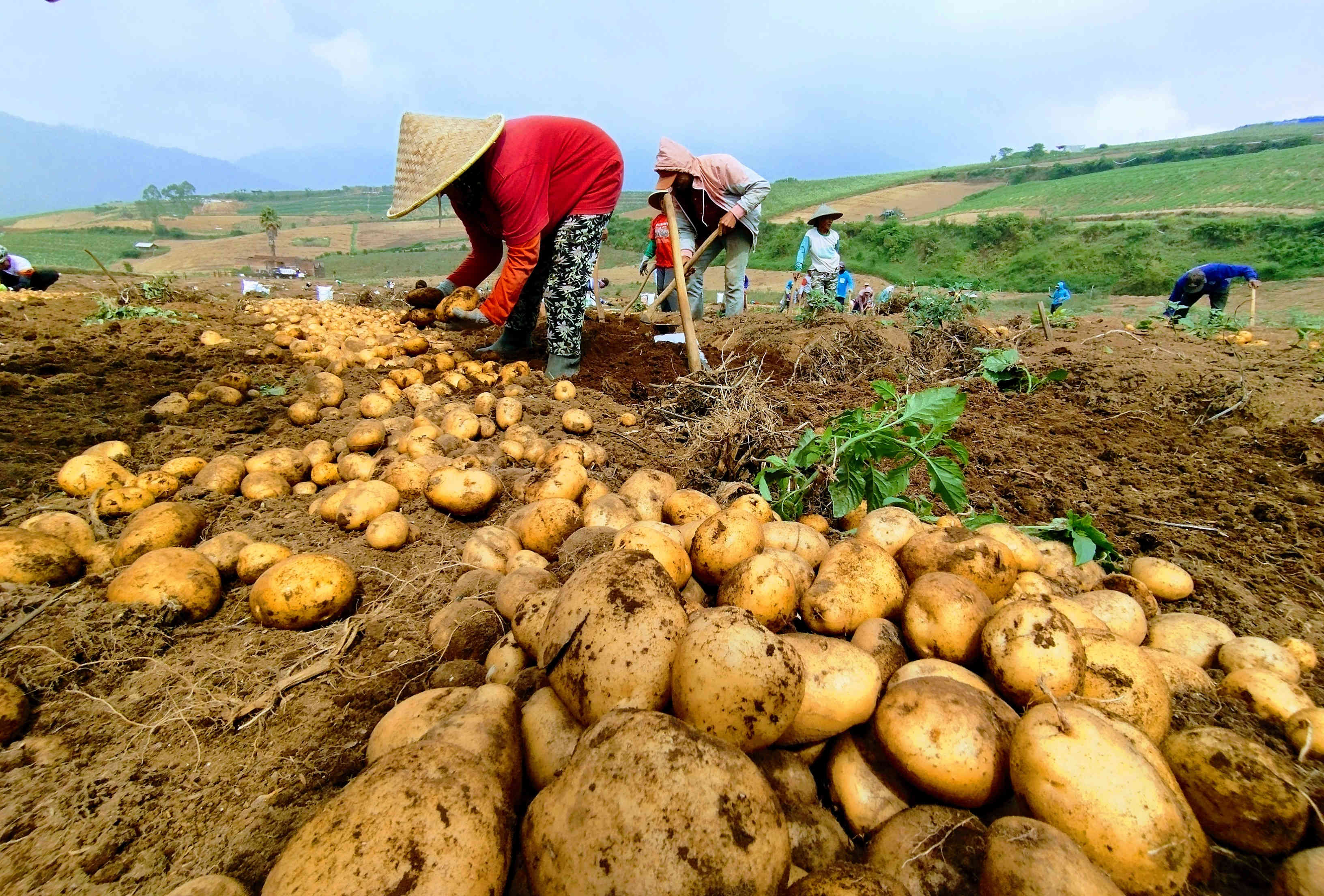Petani memanen kentang varietas Granola di perladangan