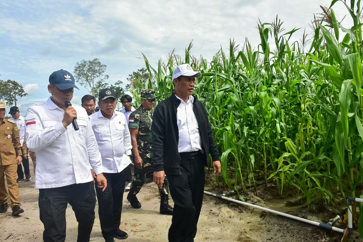 Mentan Andi Amran Sulaiman berkunjung ke lahan Food Estate pertanaman jagung di Kabupaten Gunung Mas, Kalimantan Tengah.