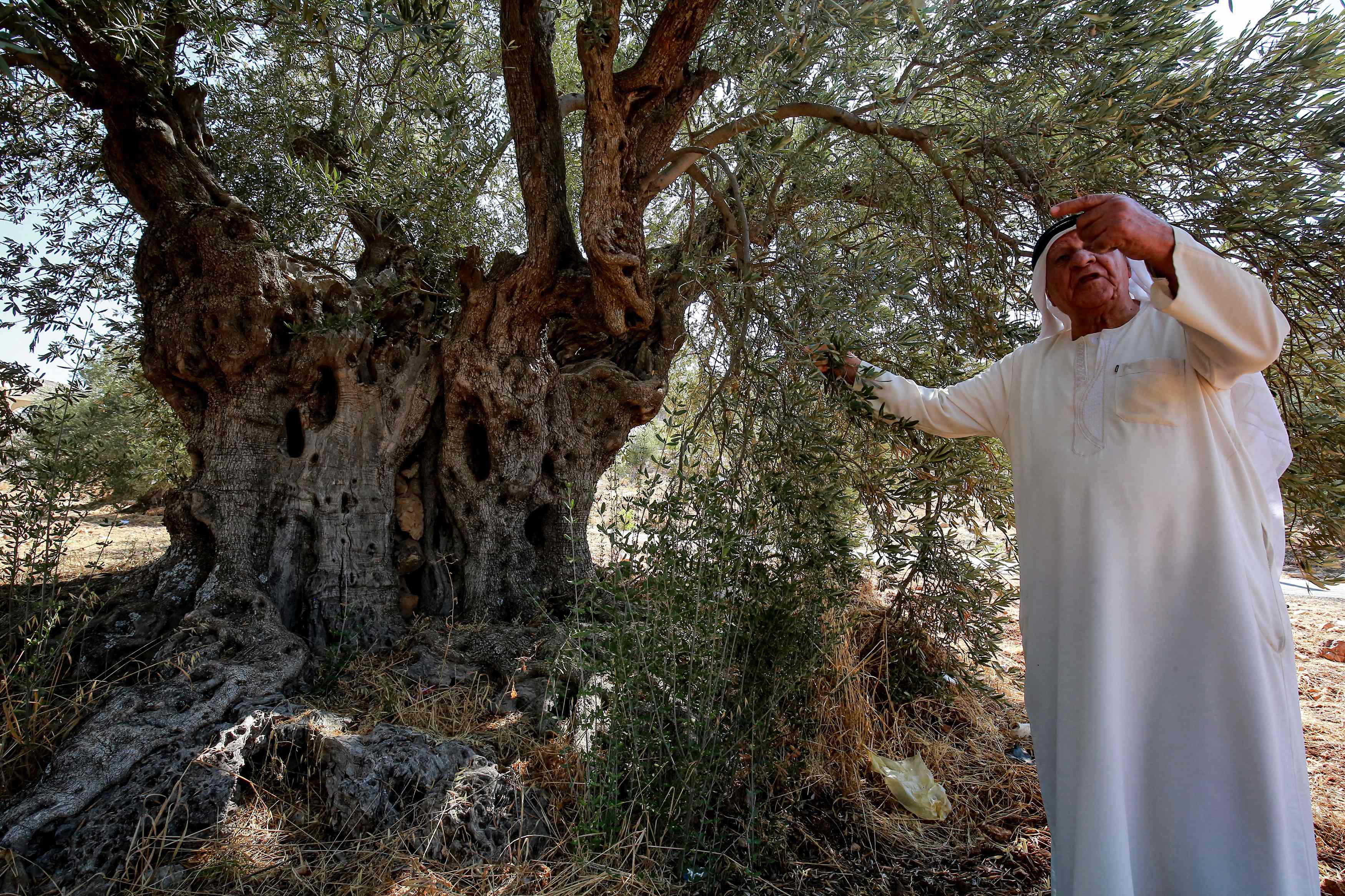 Ali Salih Atta, 84, yang memiliki lahan pertanian di Kegubernuran Ajlun yang memiliki pohon zaitun tertua di Yordania.