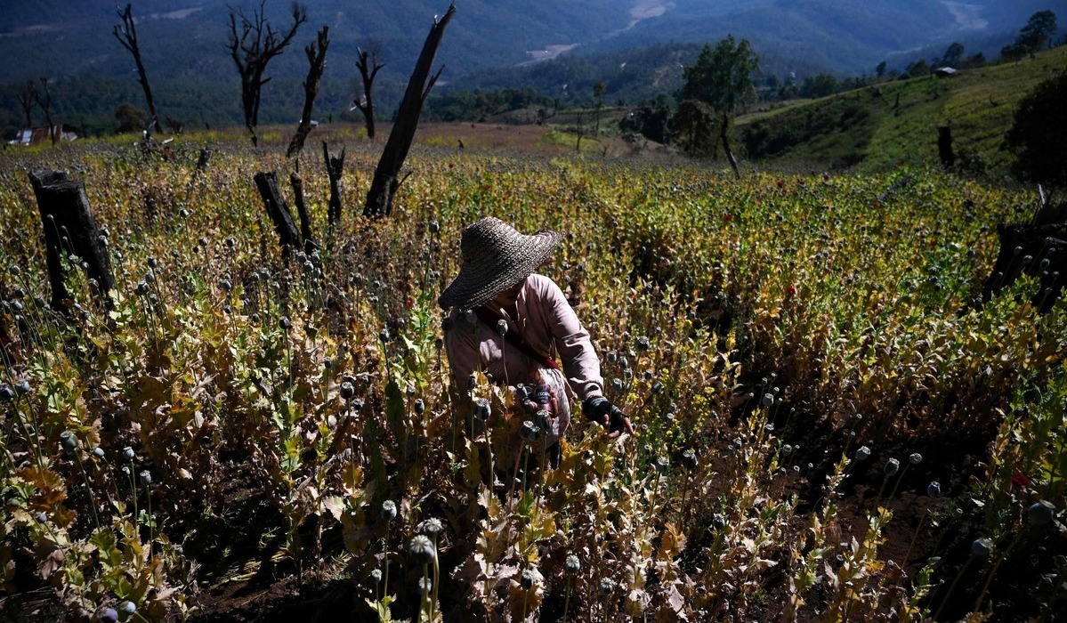 Perkebunan bunga poppy ilegal, bahan baku opium, di Myanmar.