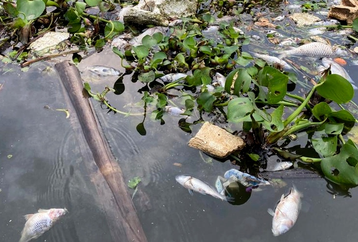 Ribuan ikan mati di Waduk Saguling, Bandung Barat. 