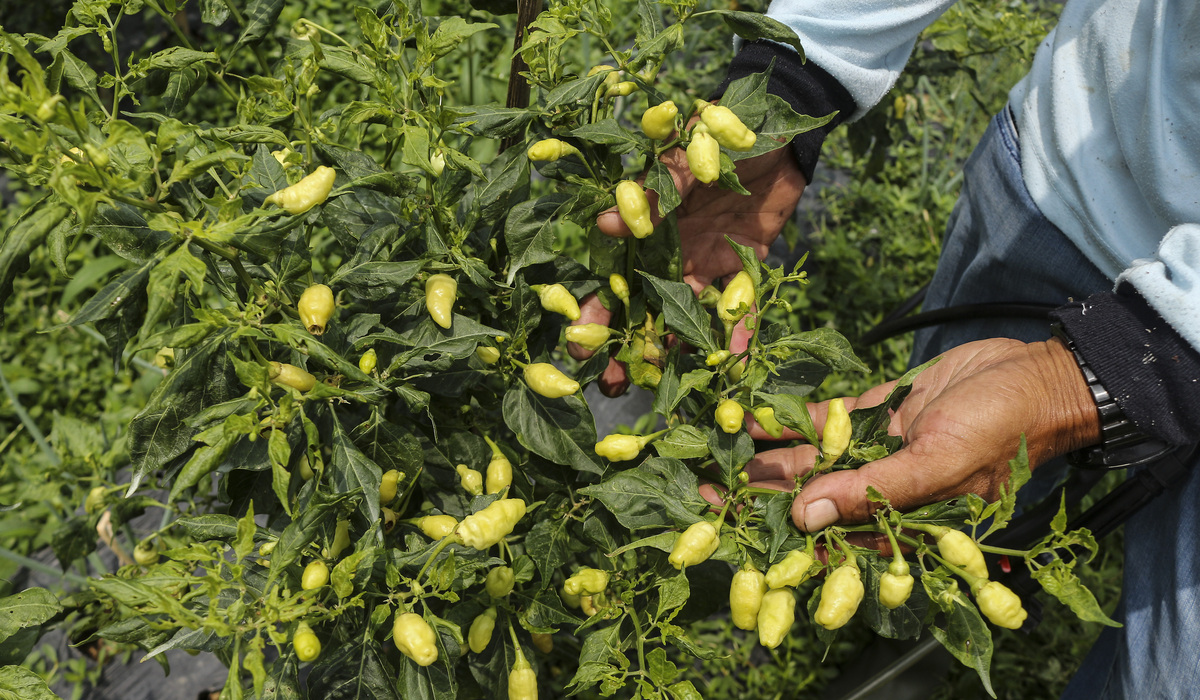 Petani memeriksa kondisi tanaman cabai di Kabupaten Sukabumi, Jawa Barat.