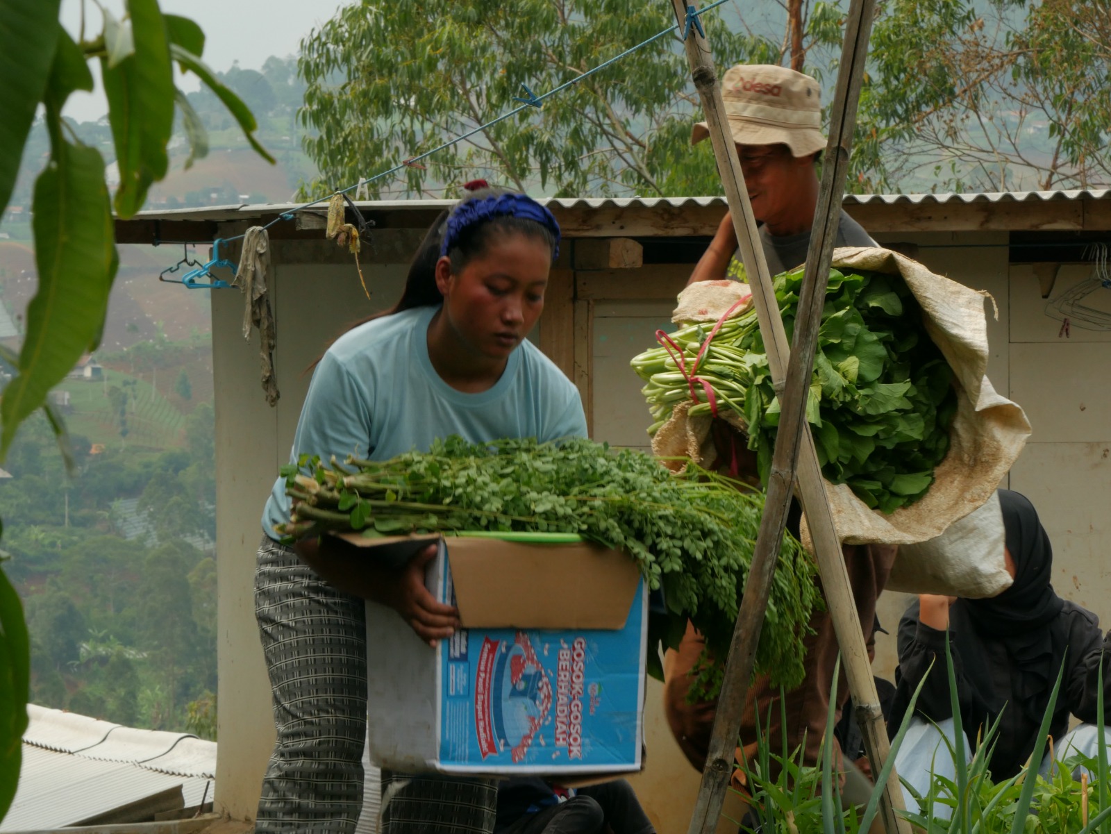 Panen bersama tani pekarangan ibu rumah tangga Kampung Tareptep Desa Mekarmanik Kecamatan Cimenyan Kabupaten Bandung, Jawa Barat.