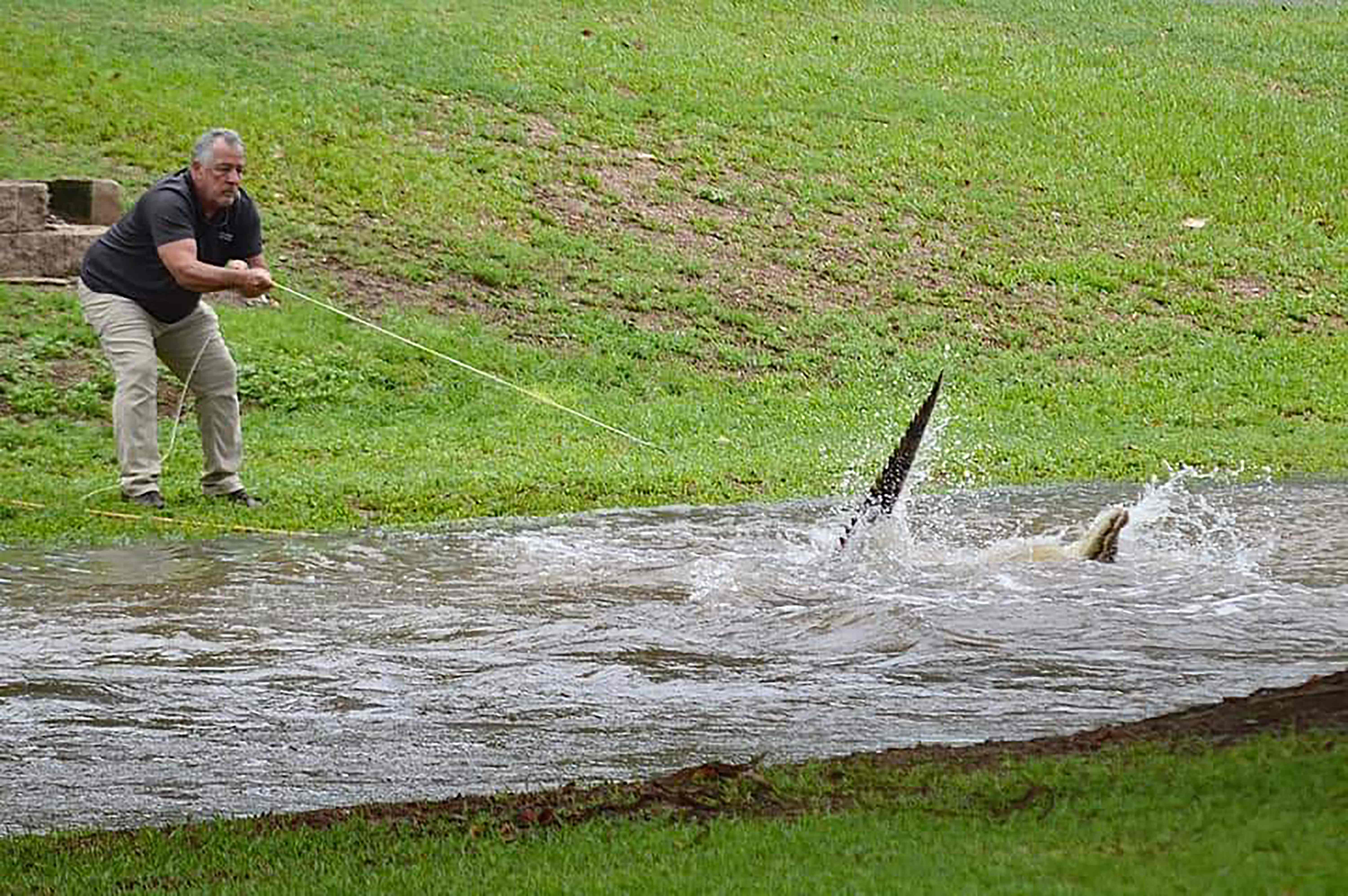 Seekor warga coba menangkap buaya yang terbawa ke dalam arus banjir yang kuat di kota Ingham, Queensland Utara, Australia.