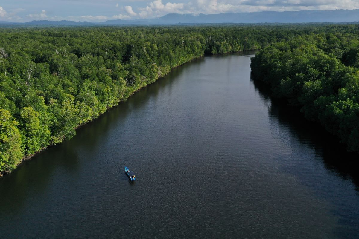 Foto udara kawasan hutan mangrove di Buton Utara, Sulawesi Tenggara.