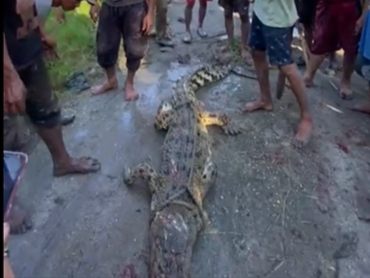 Buaya yang ditangkap warga.