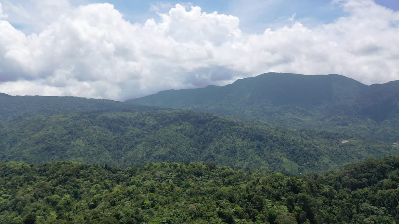Kawasan hutan di Aceh.