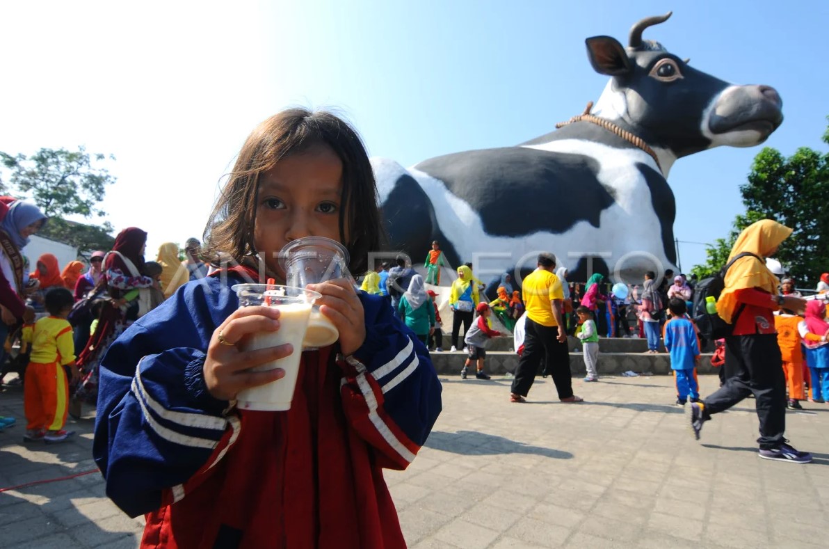 Ilustrasi. Seorang anak meminum susu segar saat aksi gerakan minum susu di Boyolali, Jawa Tengah, Minggu (23/7/2017).
