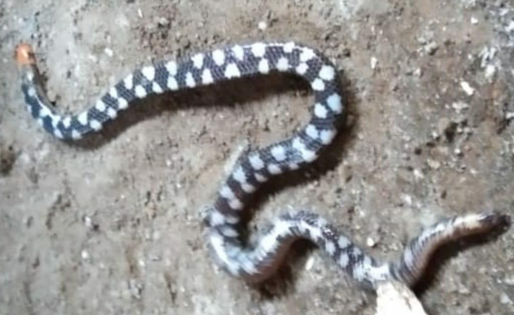 Seekor ular kepala dua ditemukan di dapur rumah warga di Desa Dulipali, Kecamatan Ile Bura, Kabupaten Flores Timur, NTT.