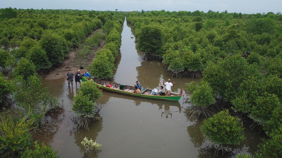 Hutan mangrove.