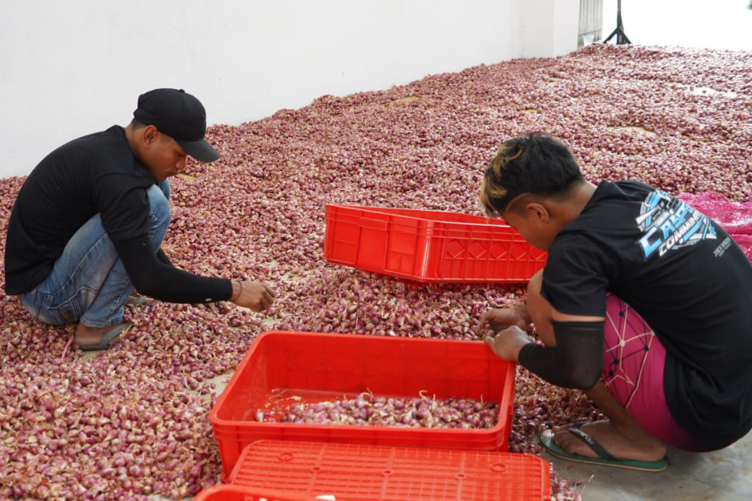 Petani bawang di Sumenep.