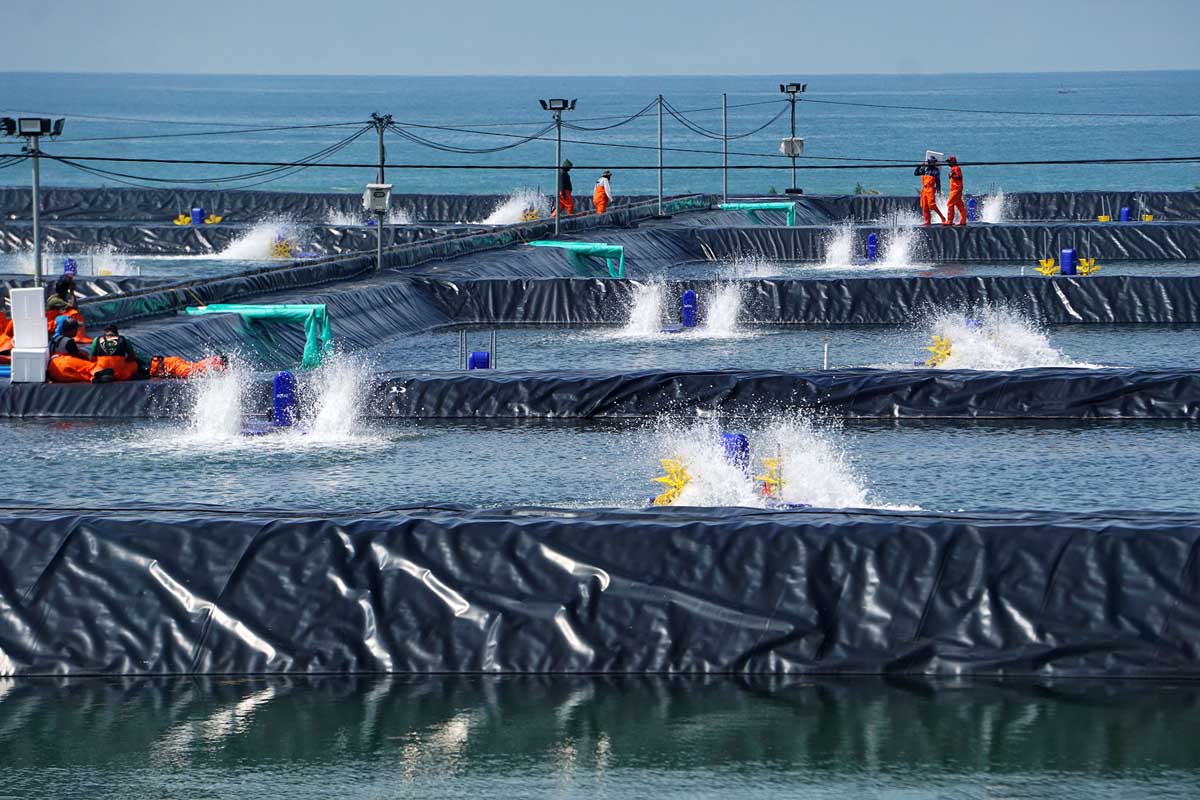 Tambak budi daya udang berbasis kawasan (BUBK) yang berada di Kebumen 