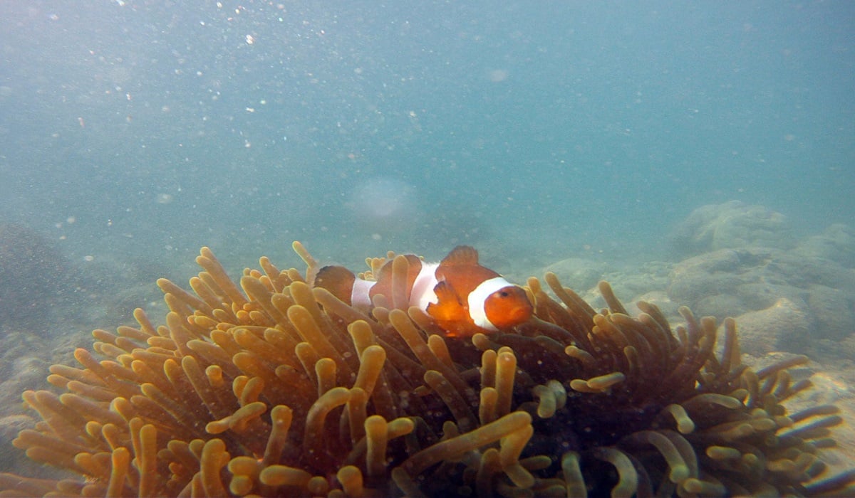 Salah satu contoh simbiosis komensalisme, ikan badut dan anemon