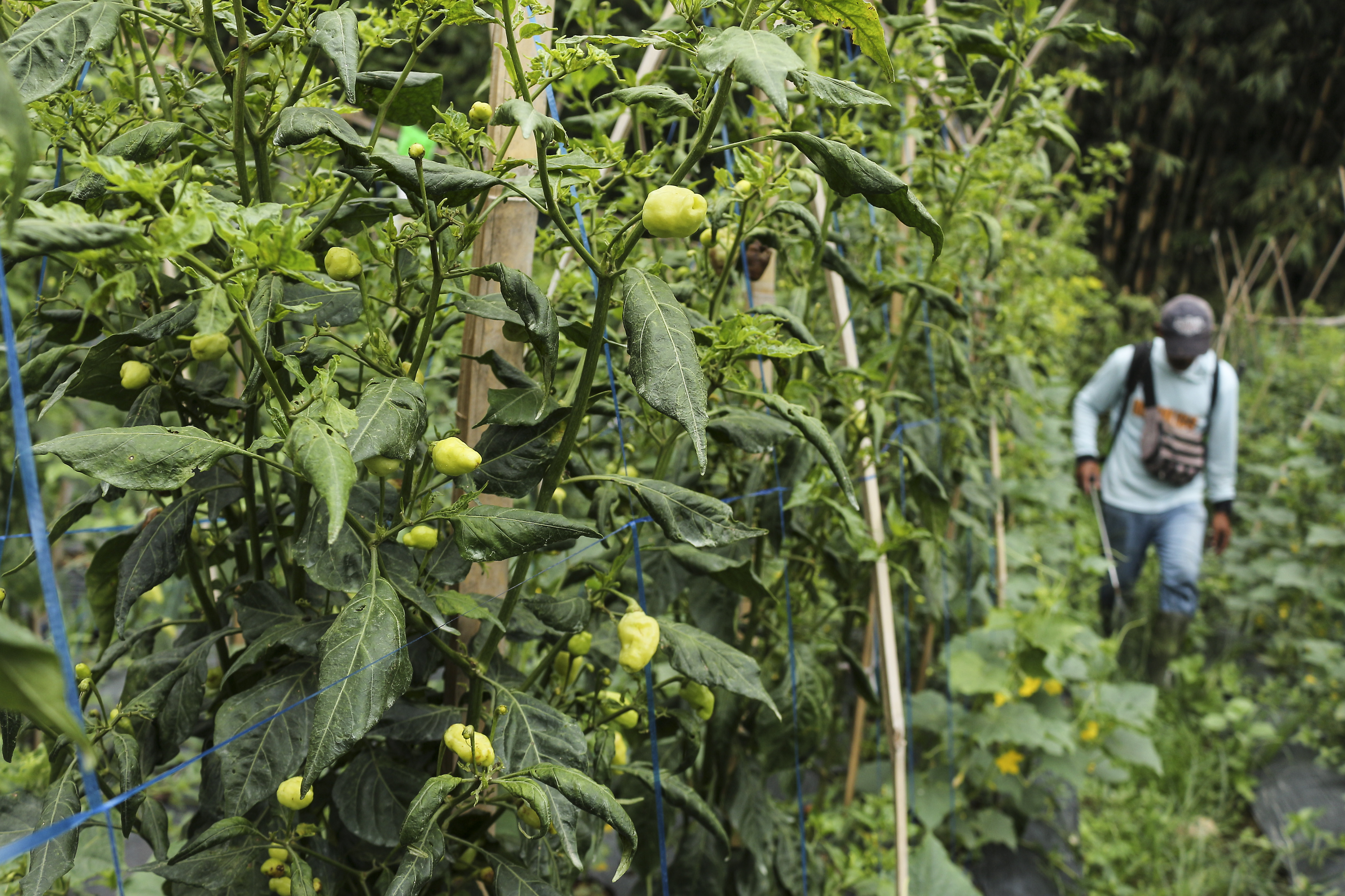 Seorang petani di Sukabumi tengah menyemprotkan cairan pembasmi hama