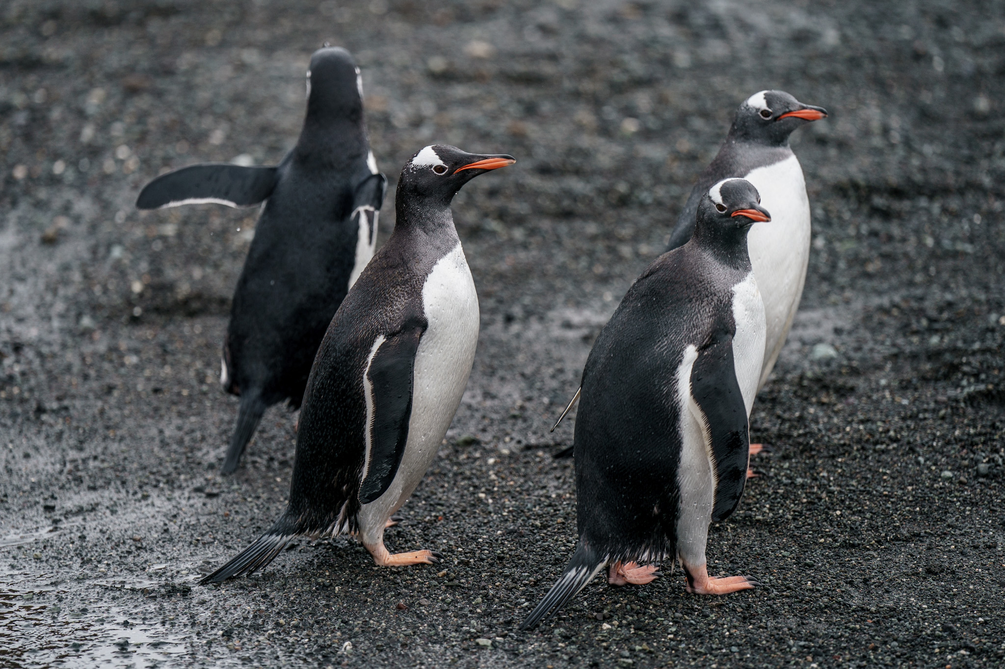Penguin dapat tidur sambil berdiri atau berbaring untuk mengerami telurnya, dengan rata-rata waktu terpejam 4 detik