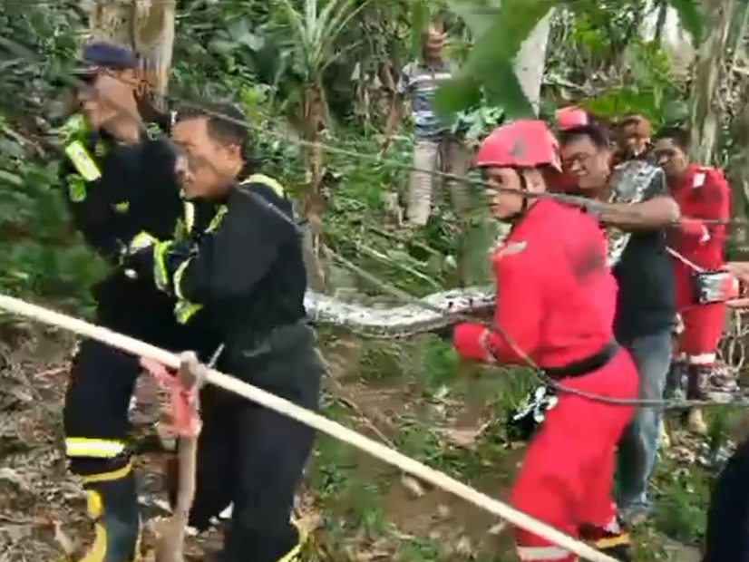 Damkar Kota Bengkulu menangkap ular.