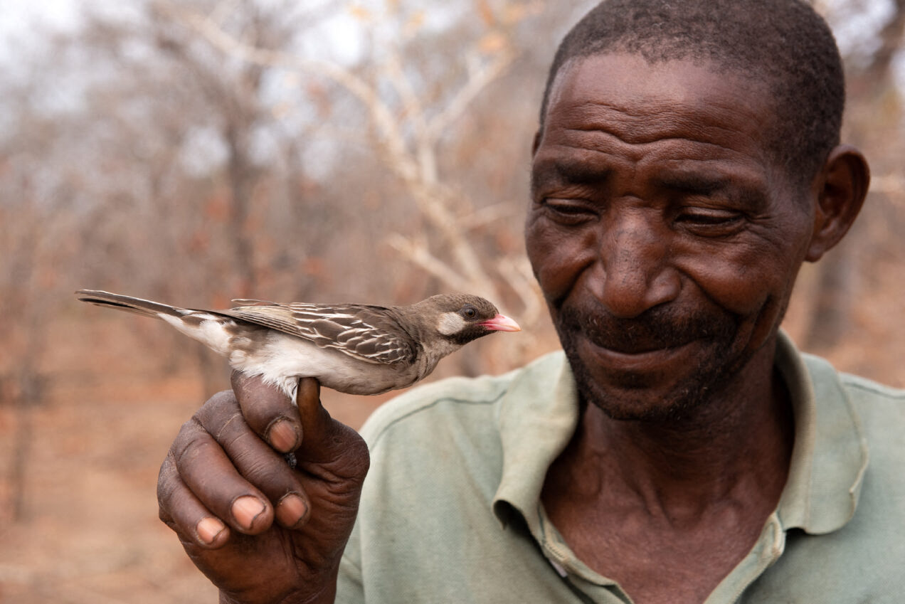 Suku Yao dan Burung Honeyguide