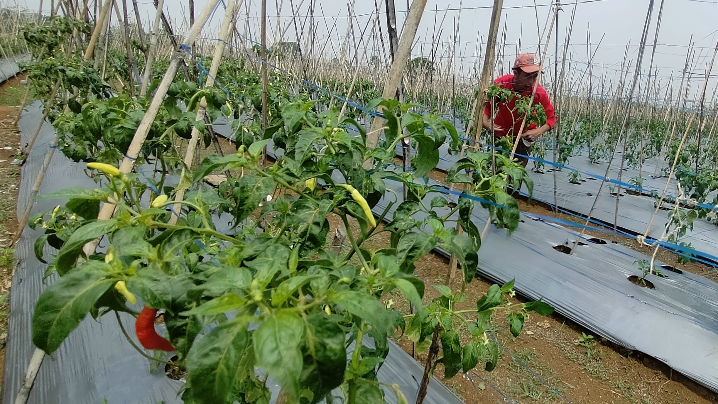 Seorang petani di Bogor tengah merawat tanaman cabai