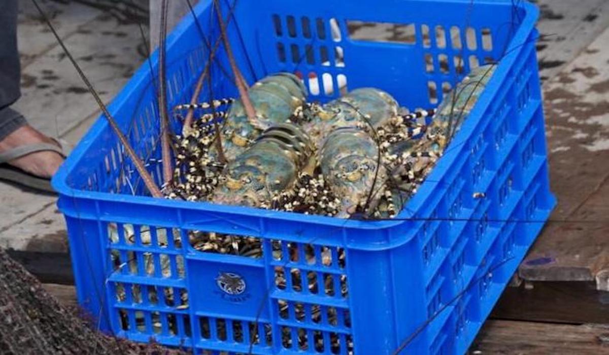 Indonesia buka peluang jadi rantai pasok lobster global lewat MoU dengan Vietnam