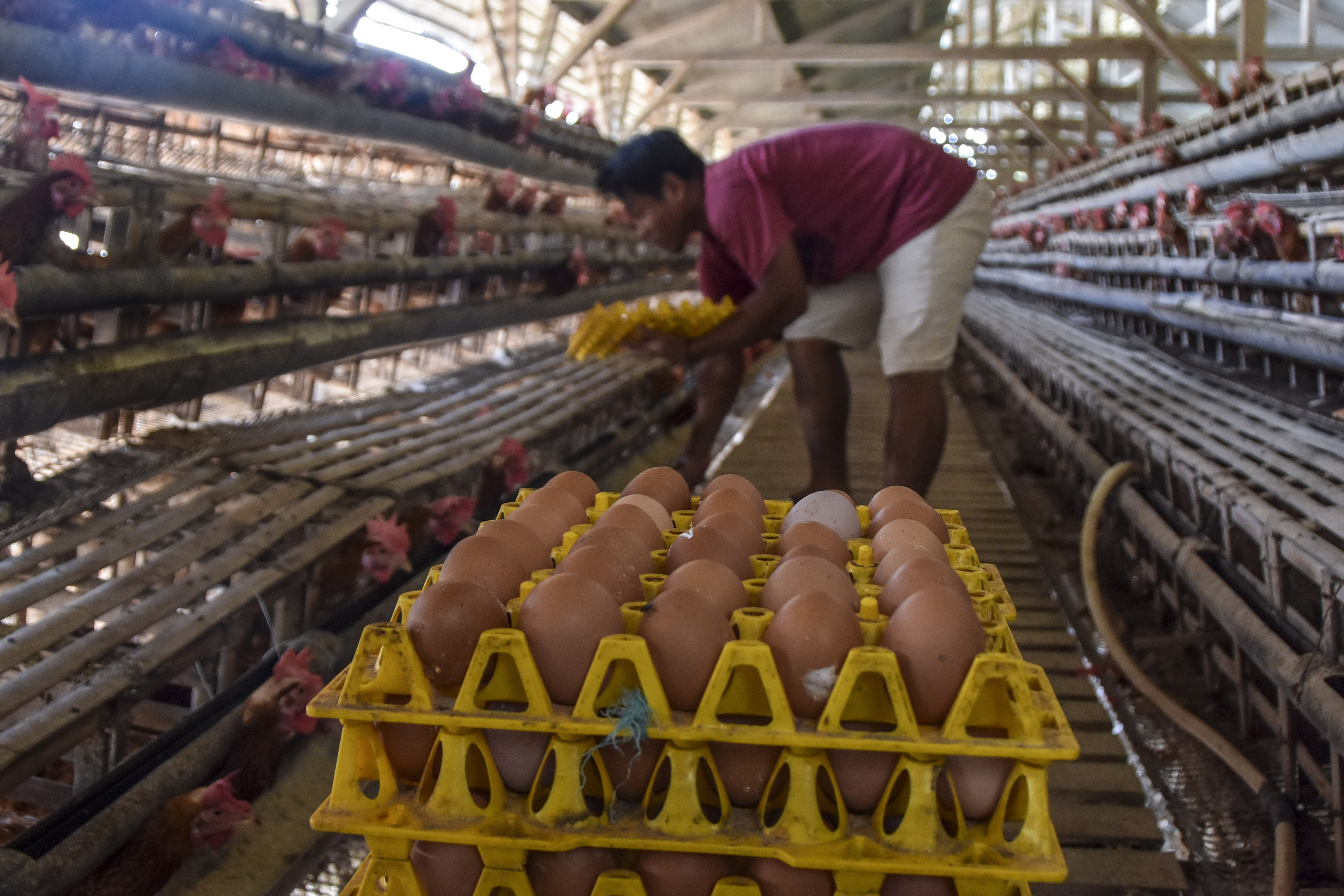 Harga Telur Ayam di Cianjur Terpantau Turun