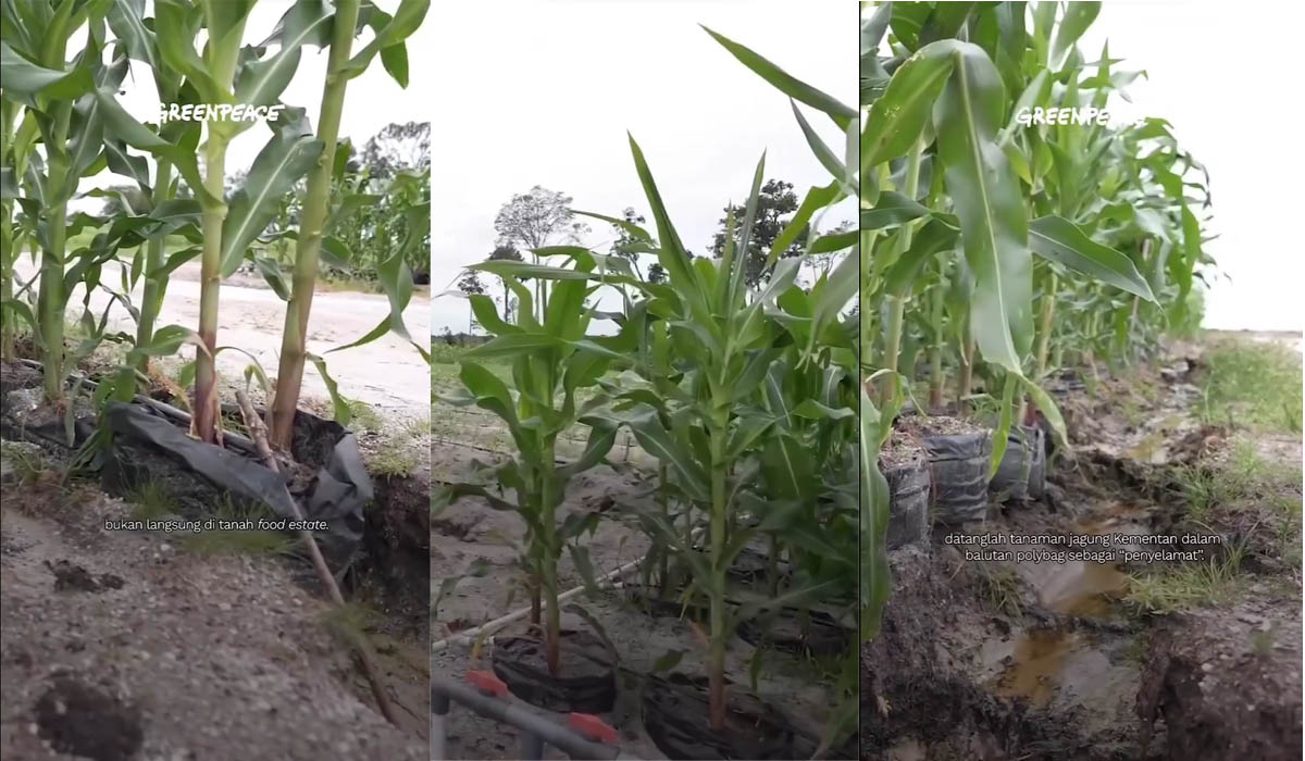 MD mengkritik penggunaan poly bag dalam proyek food estate di Gunung Mas. 