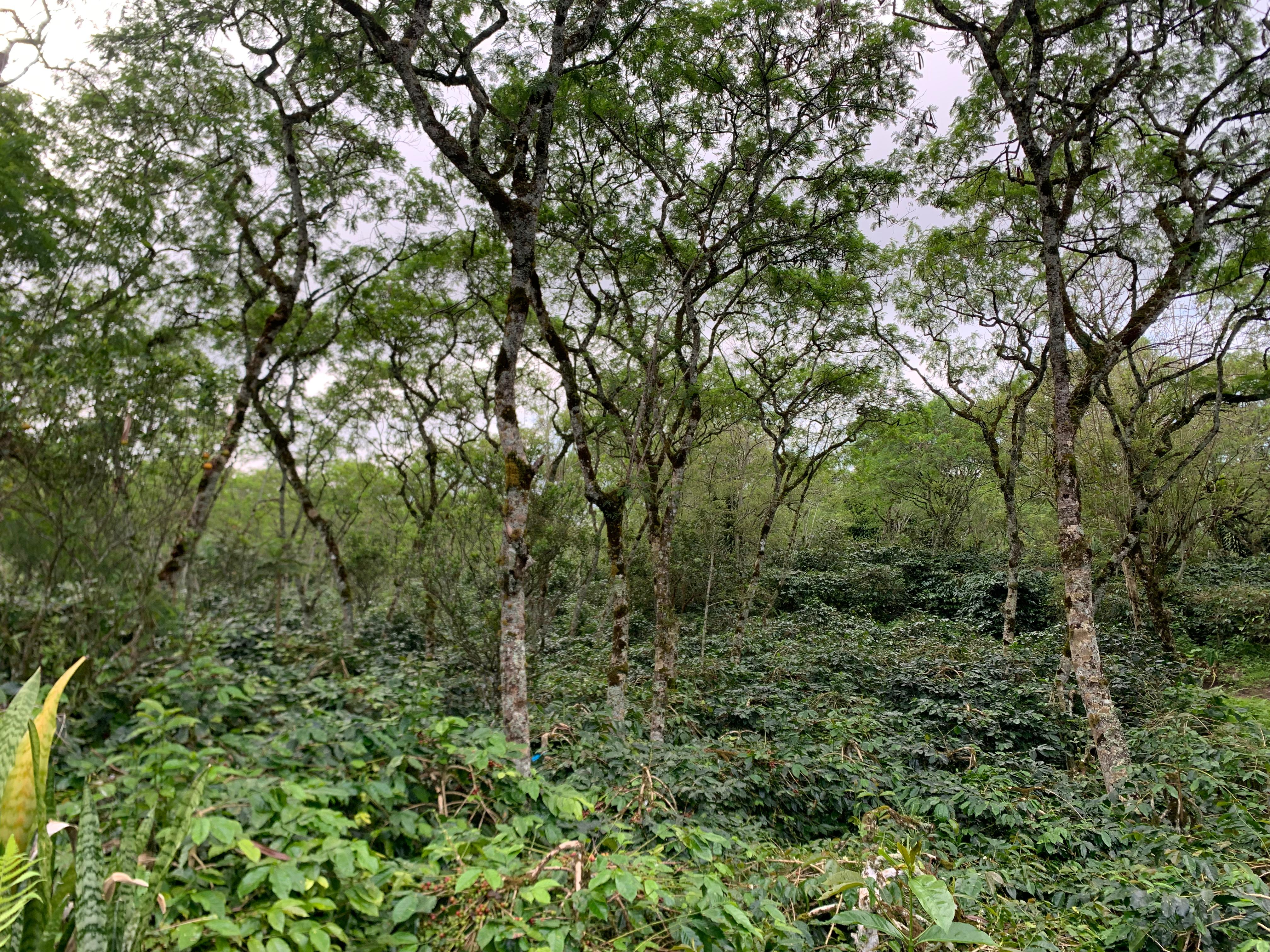 Tanaman kopi yang terdampak El-Niño, di desa Rembele, kecamatan Bukit, kabupaten Bener Meriah, NAD