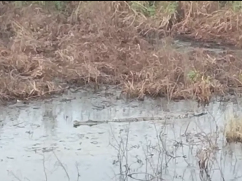 Buaya muara di Lampung Selatan.