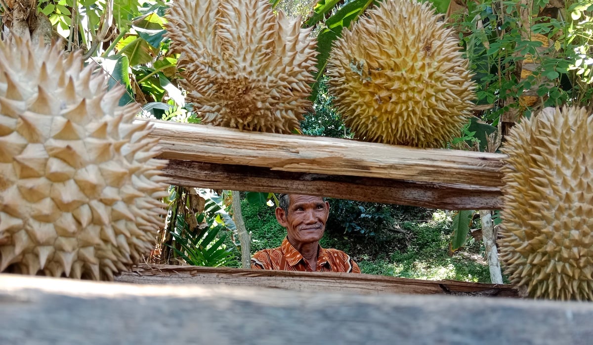 Sampah kulit Durian di Bangka Belitung sehari mencapai 8 Ton