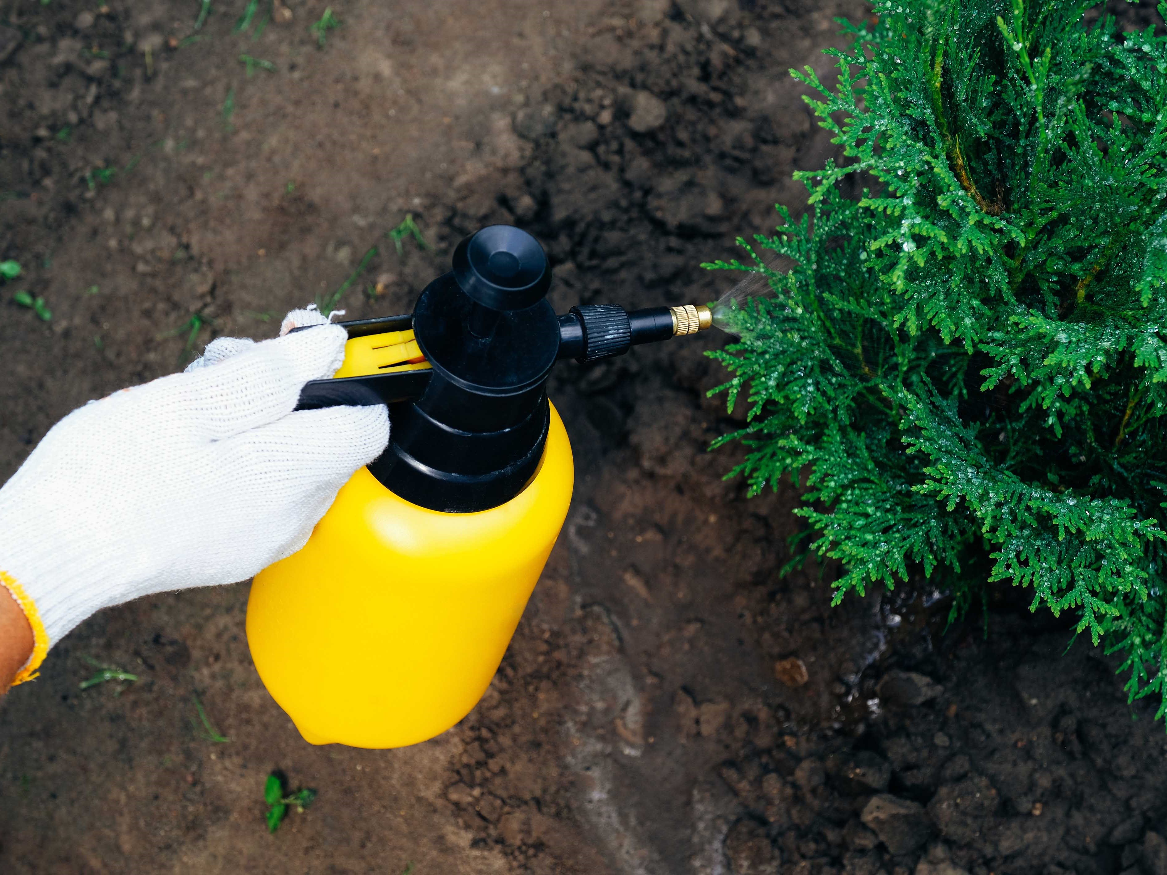 Pupuk organik dari urine kelinci.