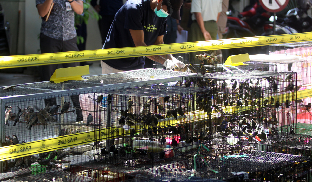 Ilustrasi penangkapan penjualan burung dilindungi.