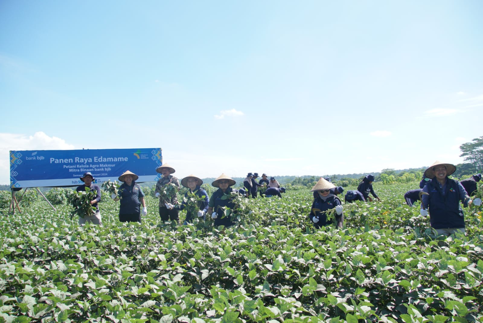 Panen raya komoditas Edamame.