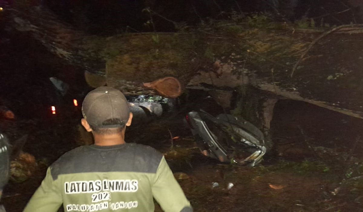 Jalur Puncak yang tertutup pohon tumbang