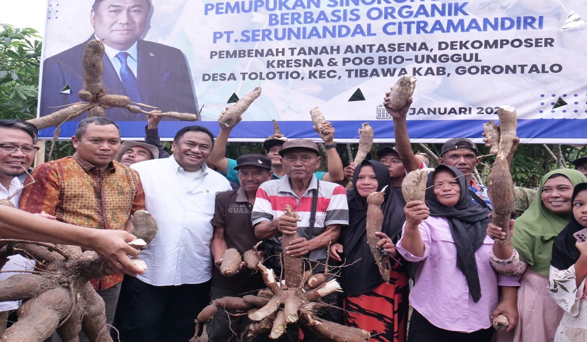 Wakil Ketua DPR RI Rachmat Gobel panen Singkong di Gorontalo