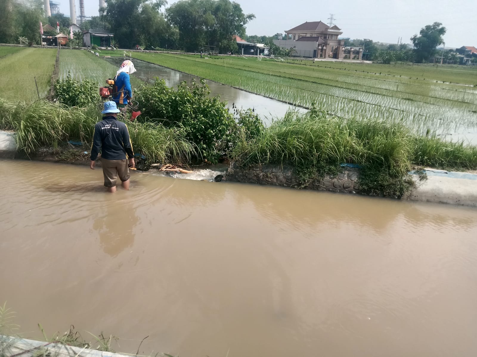 Ratusan hektare sawah di Desa Bakungtemanggungan Kecamatan Balongbendo Kabupaten Sidoarjo gagal tanam akibat tanggul irigasi jebol. 
