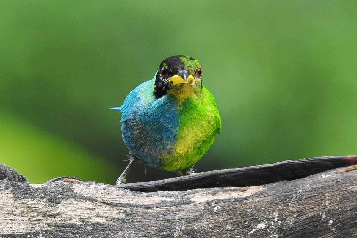 Seorang fotografer amatir menemukan burung Green Honeycreeper dengan bulu biru jantan di satu sisi dan bulu hijau betina di sisi lainnya. 
