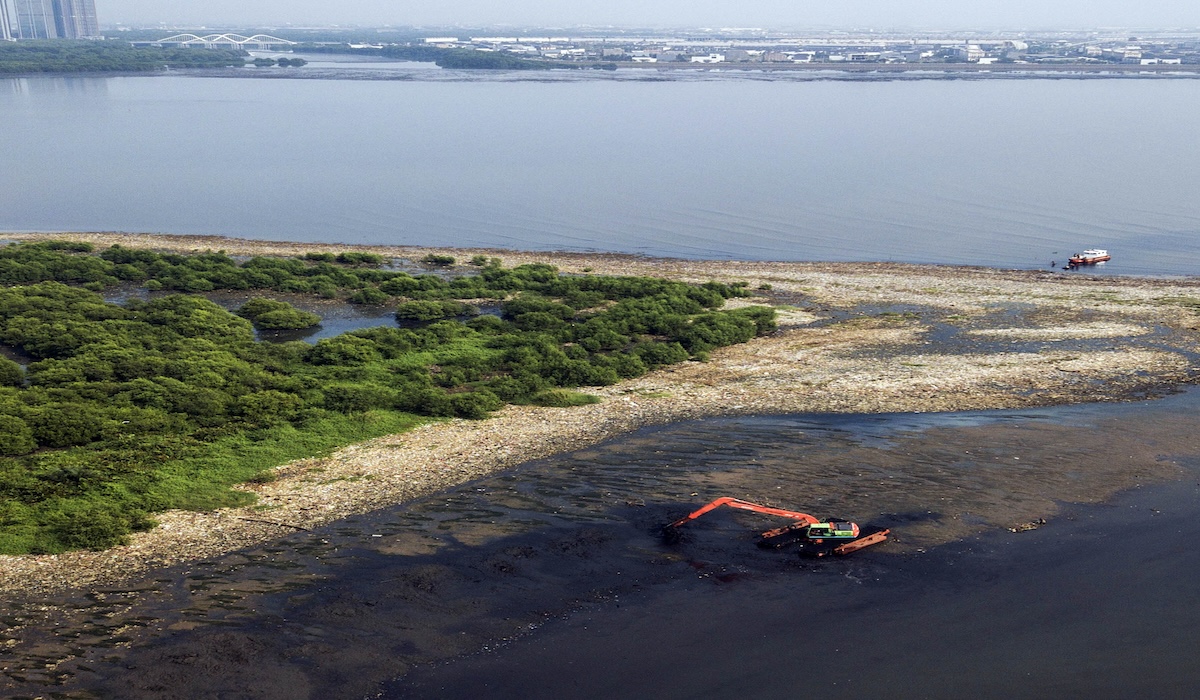 Vegetasi Mangrove di Muara Angke, Jakarta Utara